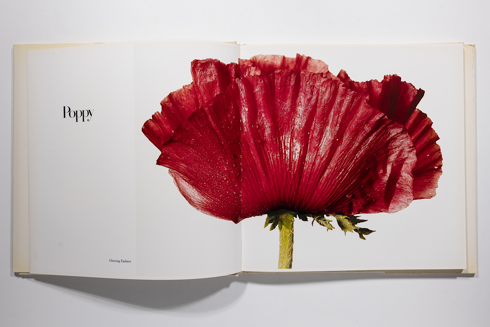 Irving Penn - Flowers Image 4